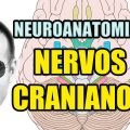 Nervos Cranianos - Sistema Nervoso (Neuroanatomia) - Anatomia Humana - Vídeo Aula 129